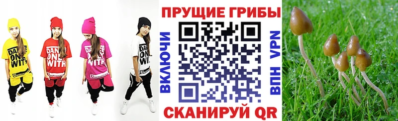 Псилоцибиновые грибы Psilocybine cubensis Верея